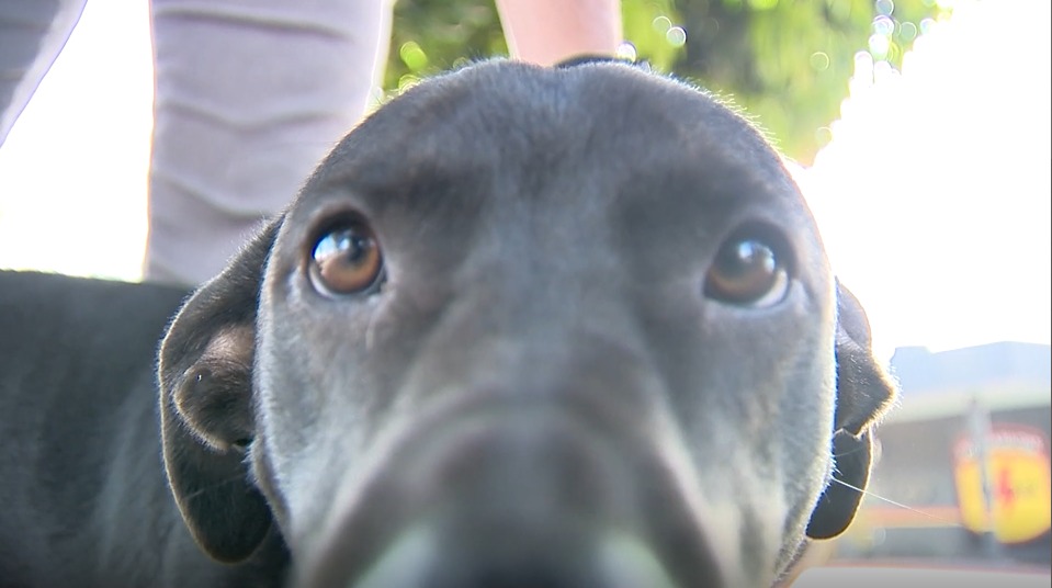 Do abandono à Rotam: conheça a história do Confronto, cão que fez “abordagem” em equipe da TV Serra Dourada