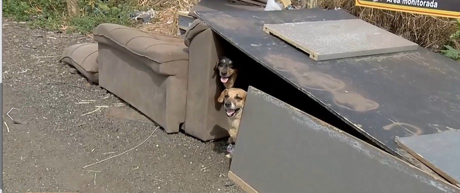 Três cães são abandonados em meio ao lixo em área isolada de Goiânia