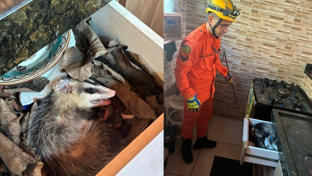Gambá e quatro filhotes são encontrados escondidos dentro de armário em Bela Vista de Goiás