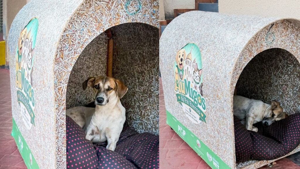 Tem morador novo! Cachorro é flagrado descansando em abrigo no Santuário Basílica do Divino Pai Eterno, em Trindade