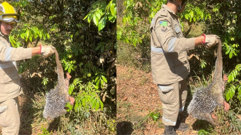 Visita inesperada: bombeiros resgatam ouriço-cacheiro encontrado em limoeiro em Goiás