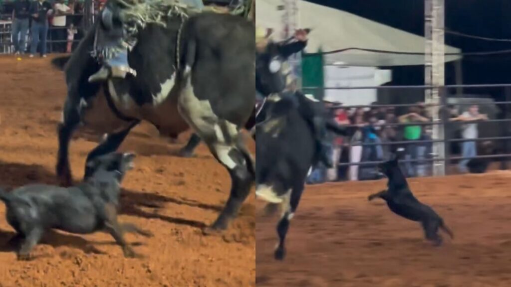 Cachorrinha invade arena de rodeio e parte para cima de touro em Ouvidor