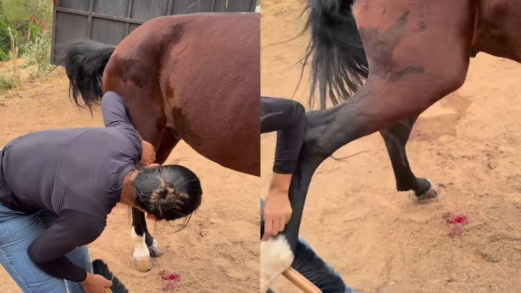 Vídeo mostra momento em que veterinária goiana leva coice de cavalo e viraliza