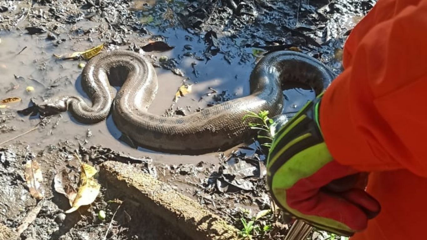 Moradora leva susto ao encontrar sucuri de 3,5 metros no quintal de casa em Itumbiara