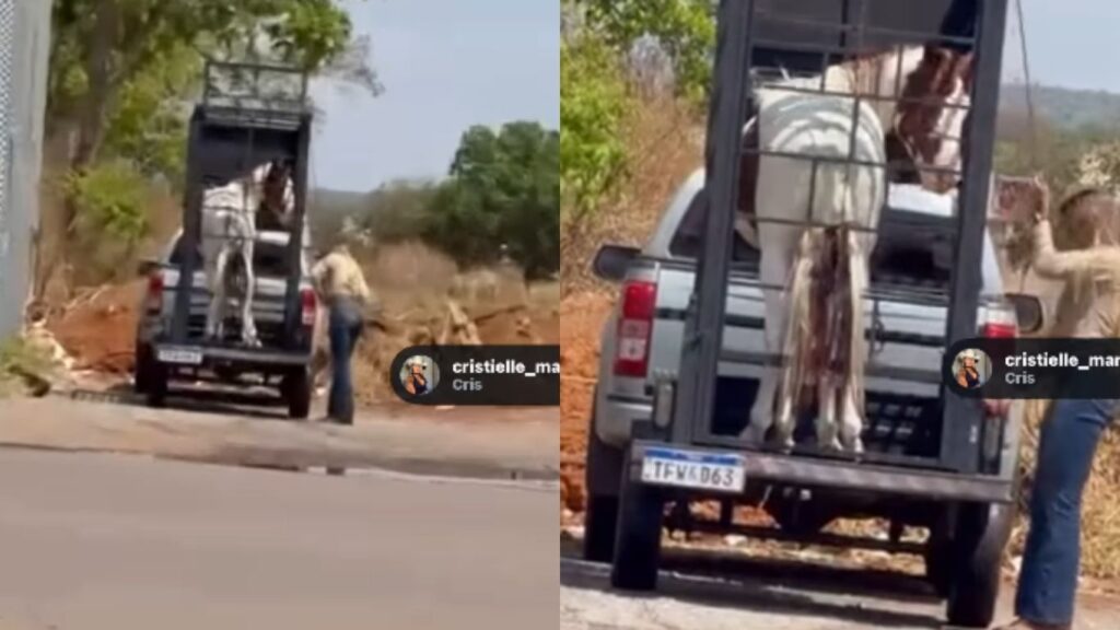 ‘Mulher goiana não tem frescura’: vídeo de estudante selando sozinha cavalo viraliza nas redes