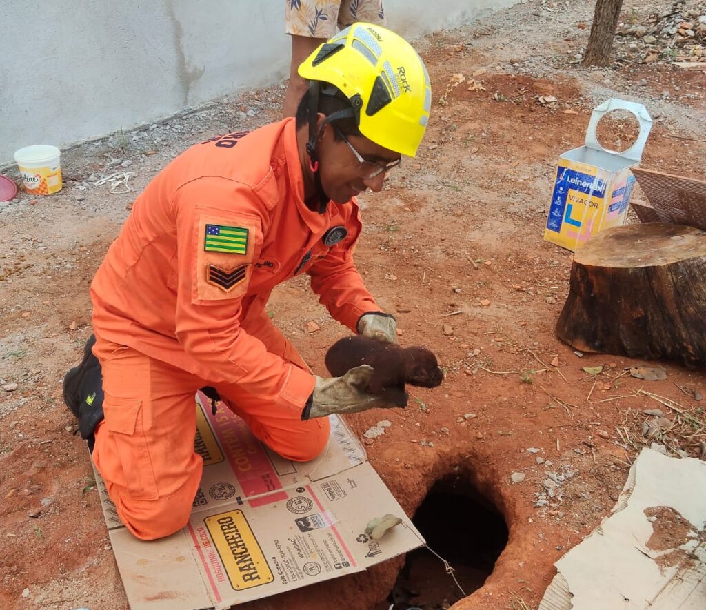 Cinco filhotes são resgatados de buraco com risco de alagamento em Caldas Novas
