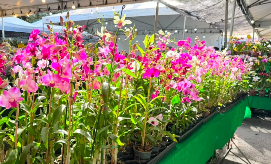 Exposição de orquídeas em Aparecida de Goiânia terá troca mudas por alimentos e entrada gratuita