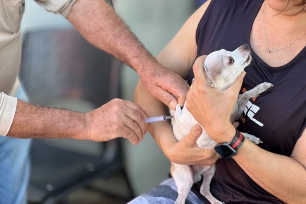 Goiânia realiza campanha antirrábica com vacinas gratuitas para cães e gatos