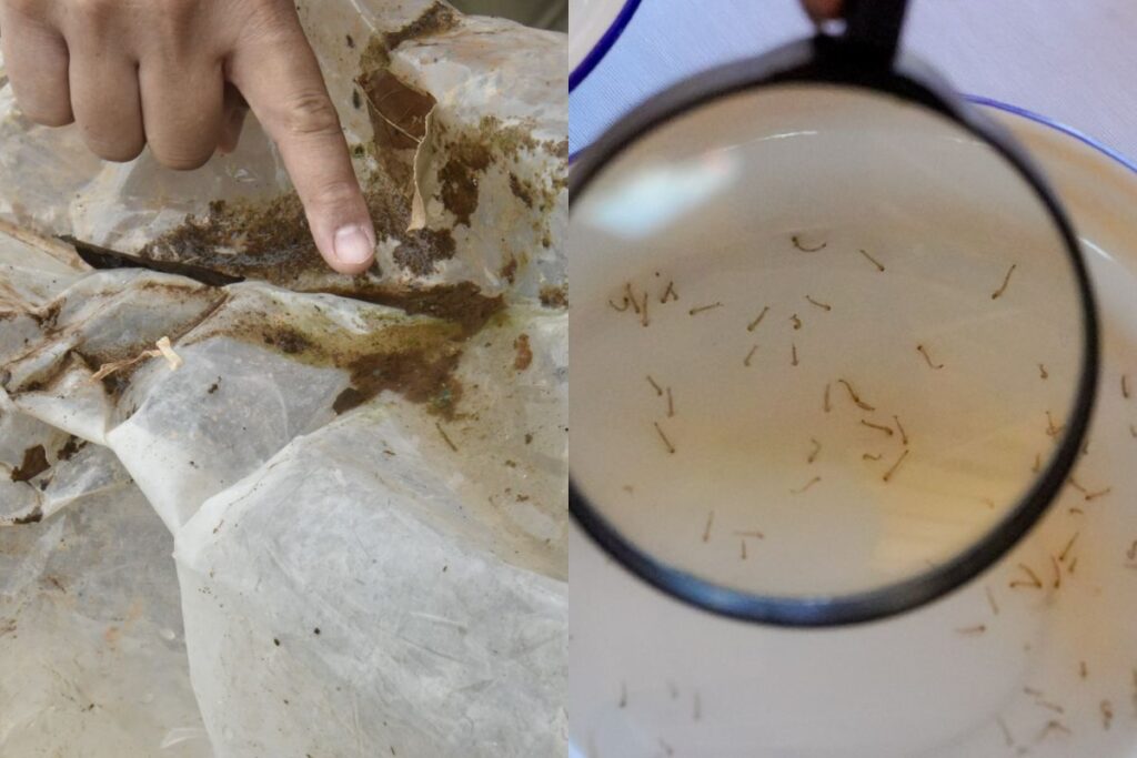 Chuvas fora de época aumentam risco de dengue e chikungunya, em Goiás