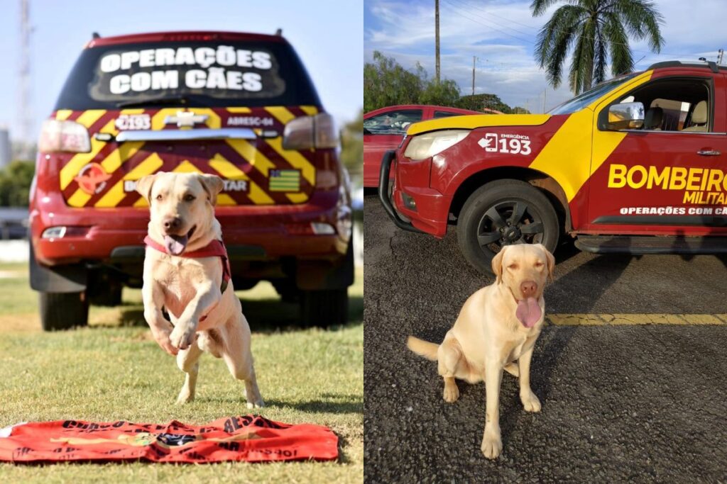 Cão bombeiro Fênix morre e é homenageado pelo Corpo de Bombeiros de Goiás