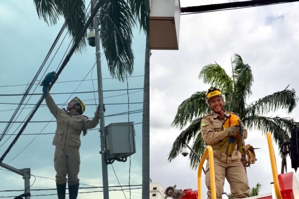 Arara-canindé fica presa em fios e ganha “aconchego” após resgate, em Goiânia