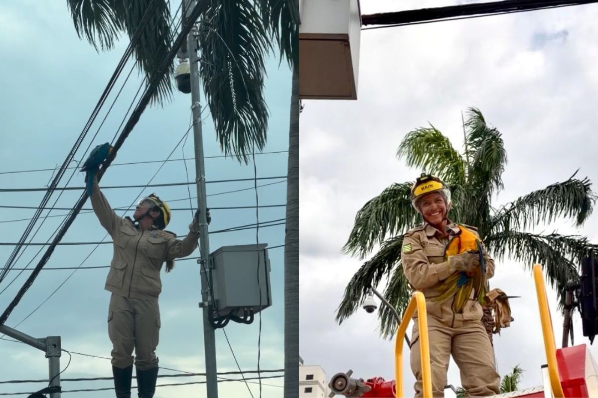 Arara-canindé fica presa em fios e ganha “aconchego” após resgate, em Goiânia