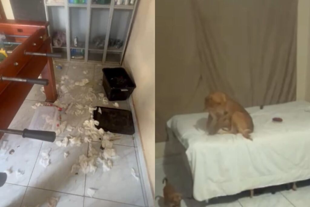 A fuga é dos… cachorros! Cães de abrigo invadem casa de tutor e transformam tudo em uma grande bagunça, em Aparecida de Goiânia