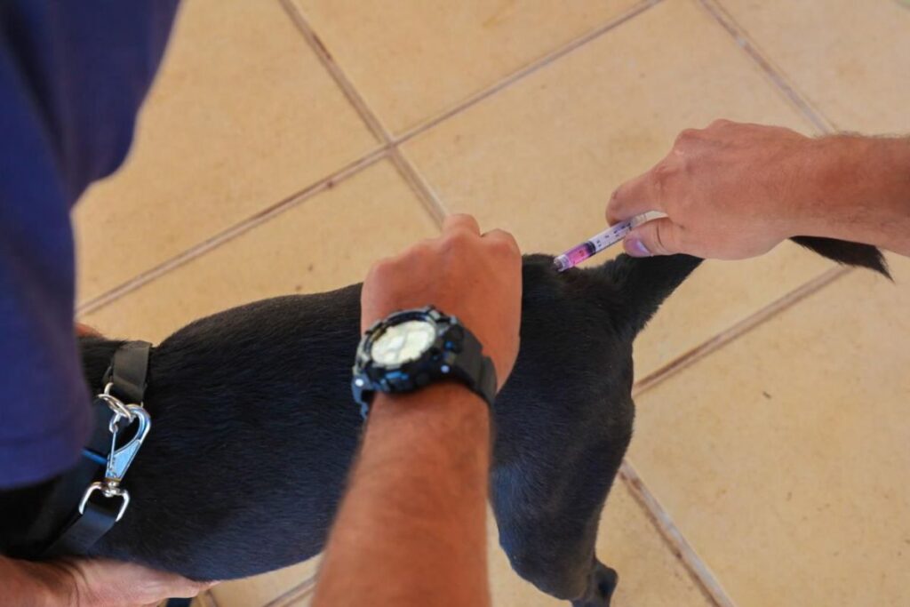 Trindade oferece vacinação gratuita contra a raiva para cães e gatos na próxima sexta-feira (18)