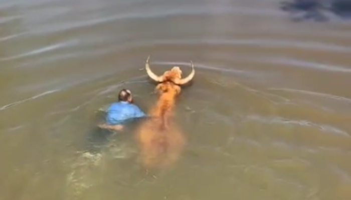 Boi escorrega e cai em rio durante romaria para Trindade; vídeo mostra resgate
