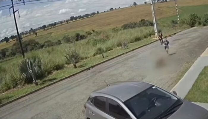 Pitbull solto ataca filhote em Goiânia e moradores relatam medo de novos ataques