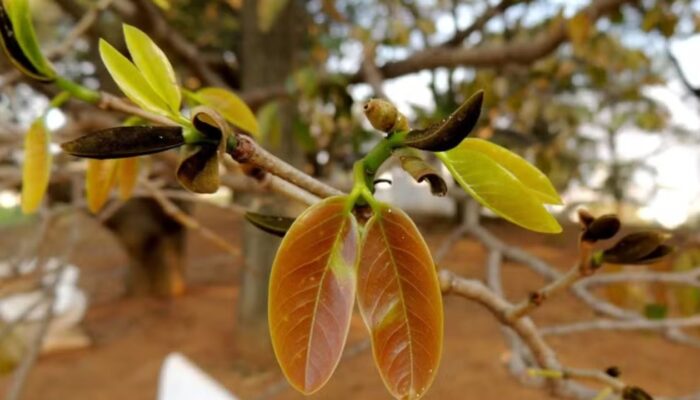 Ponteiro de folha de jatobá-do-cerrado — Foto: Mauro Halpern (Flickr - Creative Commons)
