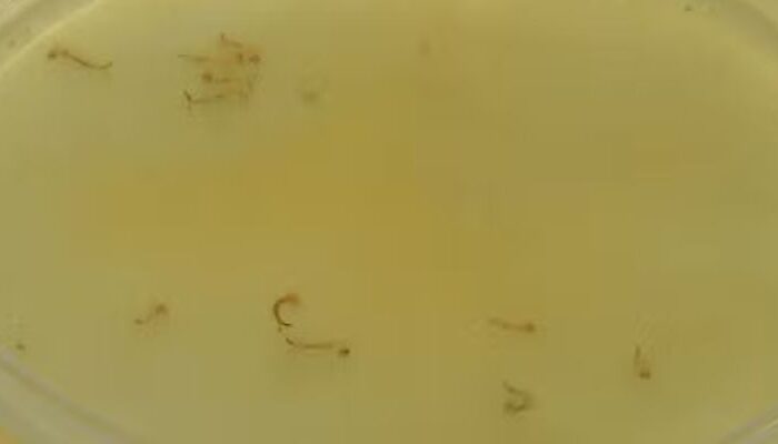 (Foto: Reprodução/ TV Anhanguera)