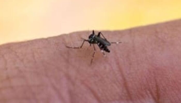 (Foto: Divulgação)