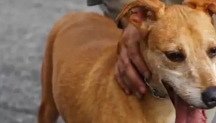 (Foto: Reprodução/PMGO)