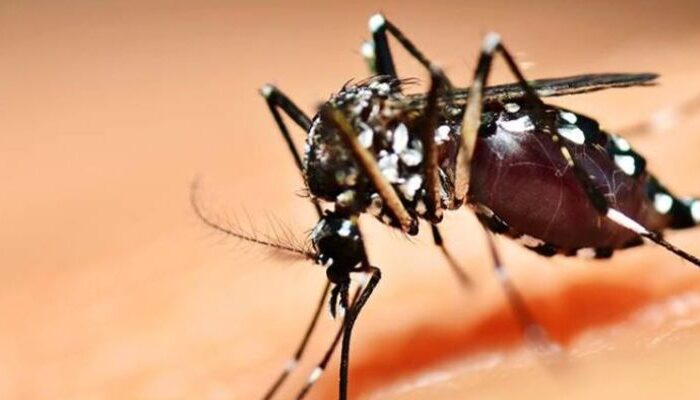 (Foto: Divulgação)