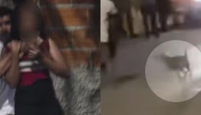 (Foto: Divulgação/ Polícia Militar de Goiás)