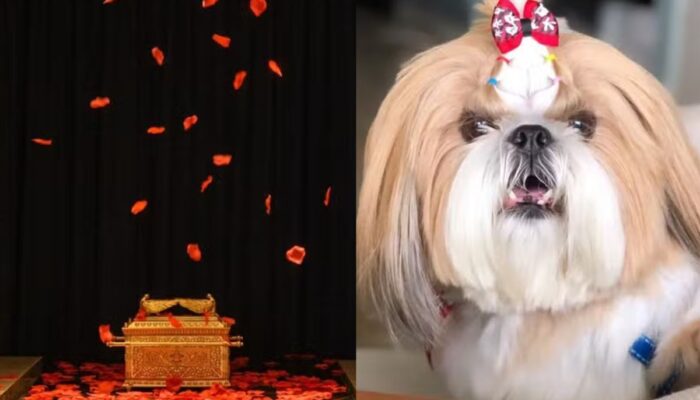 Funerais humanizados para pets ganham espaço em Goiás e podem custar até R$ 2 mil