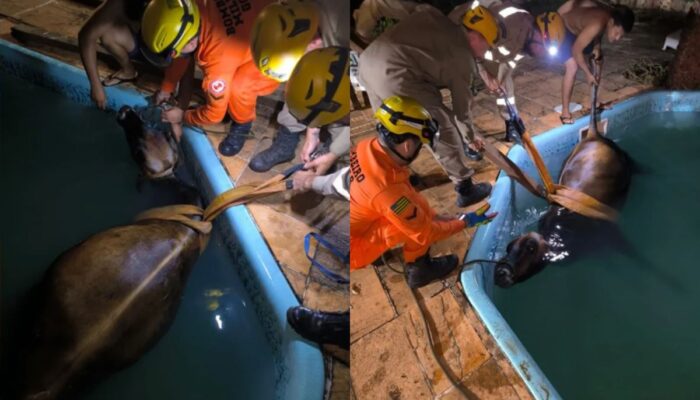 Foto: Divulgação/CBMGO