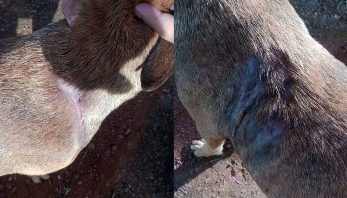 Homem é preso em Trindade após colocar fita na boca de cachorro e ameaçar familiares