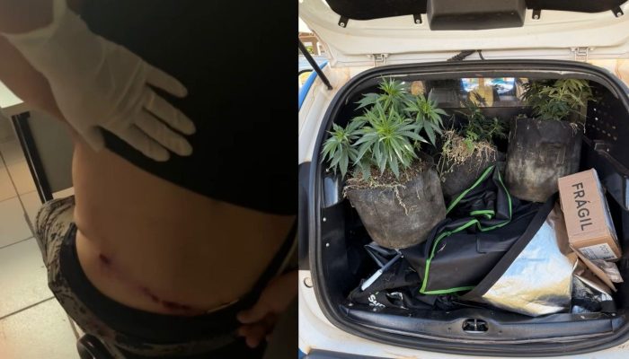 Mulher é baleada durante briga entre vizinhos e polícia descobre plantação de maconha em Trindade