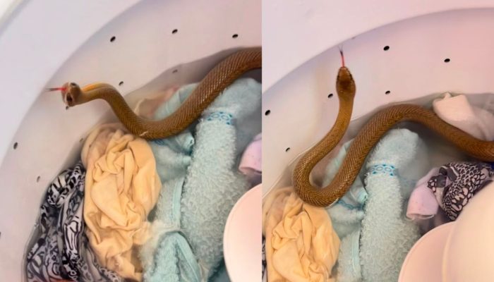 Serpente é encontrada dentro de máquina de lavar e mobiliza Bombeiros em Pires do Rio