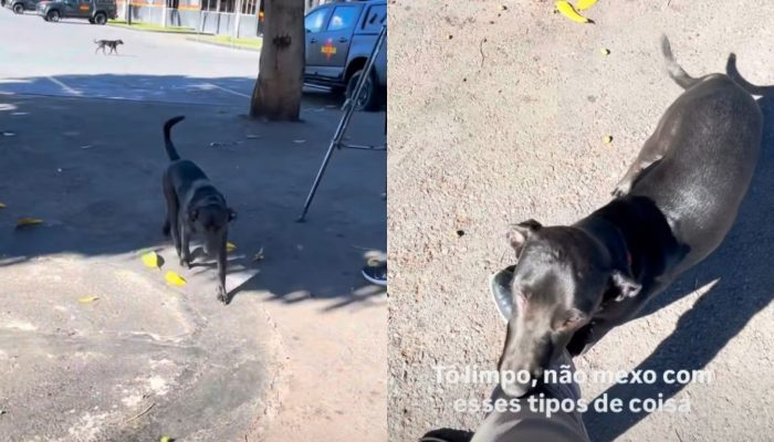Cachorrinho faz “revista” em equipe de reportagem da TV Serra Dourada e cena diverte internautas: “Não esperávamos”