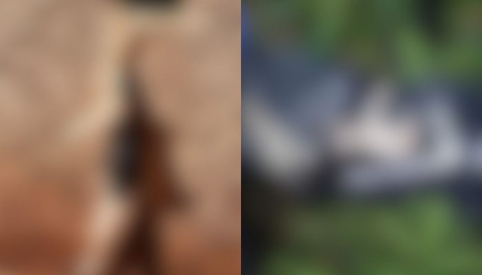 Homem é preso suspeito de instalar armadilha para matar gato da vizinha em Goiânia
