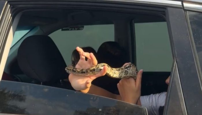 “Carona” inusitada: jiboia é flagrada para fora da janela de carro em Goiânia