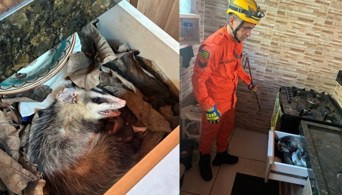 Gambá e quatro filhotes são encontrados escondidos dentro de armário em Bela Vista de Goiás