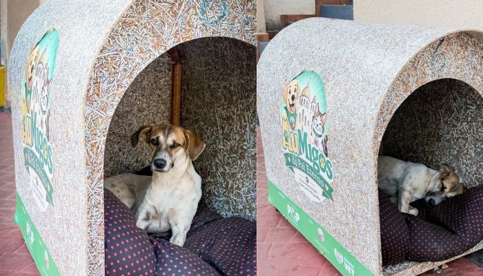Tem morador novo! Cachorro é flagrado descansando em abrigo no Santuário Basílica do Divino Pai Eterno, em Trindade