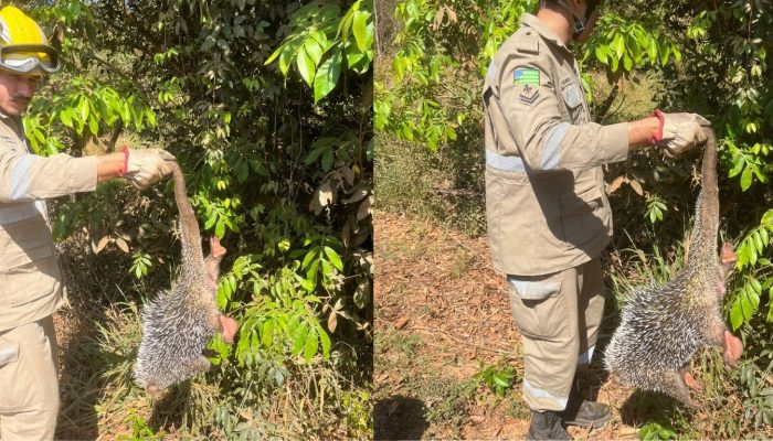 Visita inesperada: bombeiros resgatam ouriço-cacheiro encontrado em limoeiro em Goiás