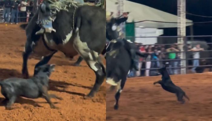 Cachorrinha invade arena de rodeio e parte para cima de touro em Ouvidor