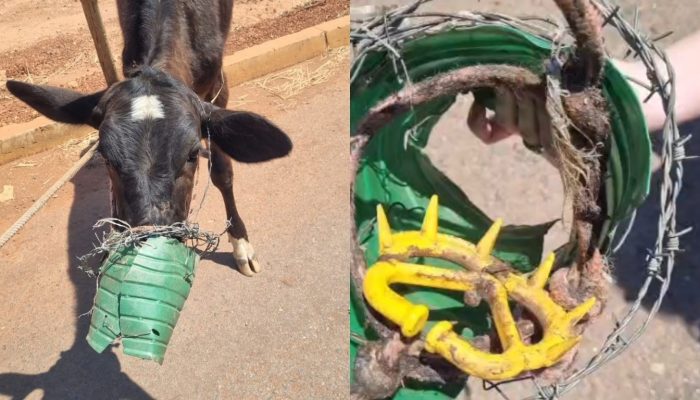 Bezerra é resgatada com galão e arame farpado enrolados na boca em Goiás