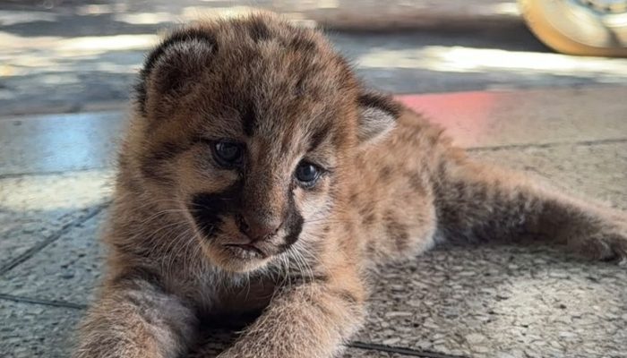 Filhote de onça-parda é encontrado dentro de plantação de milho em Goiás