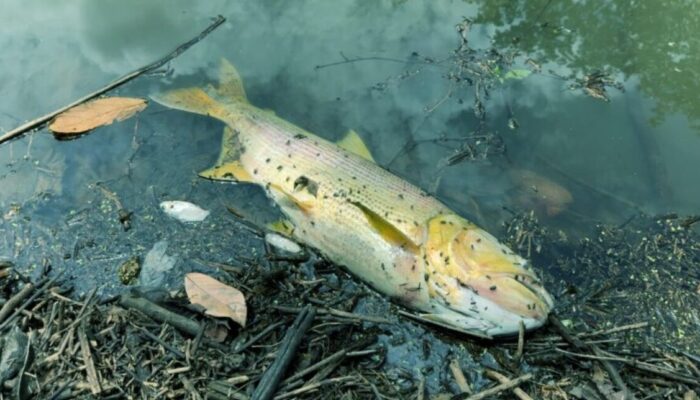 Imagem mostra peixe morto em Córrego Fazendinha