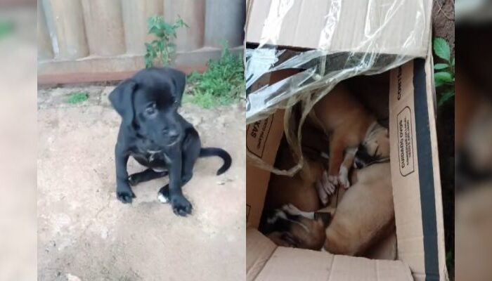 Motorista abandona cinco filhotes em rua do Residencial Paulo Pacheco, em Goiânia