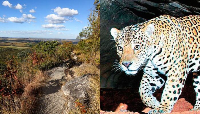 Serra dos Pireneus abriga onças-pintadas e mantém áreas abertas à visitação em Goiás