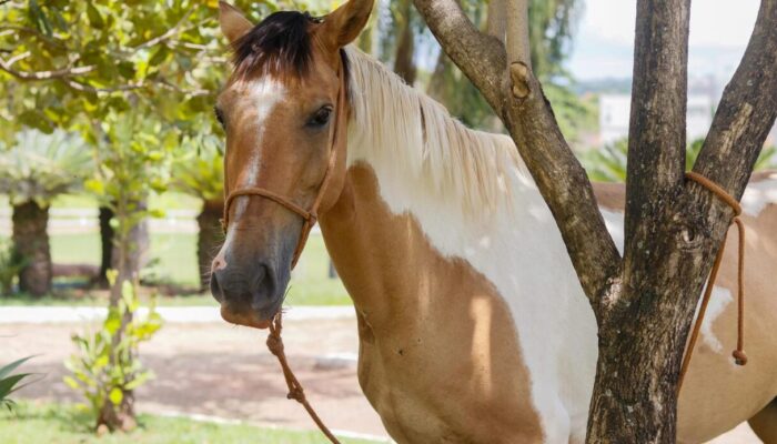 (Foto: Klysman Prado)