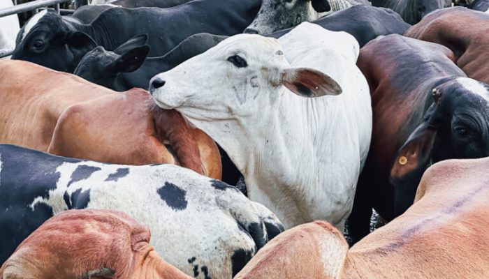 Goiás perdoa até R$ 400 milhões em dívidas de produtores rurais; veja quem tem direito