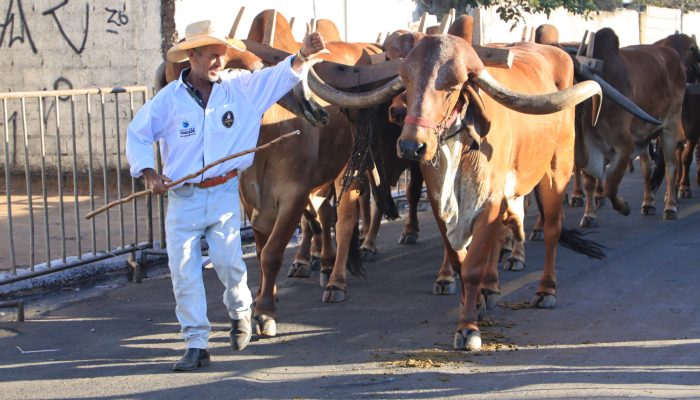 De Goiás para o Brasil: projeto cria Dia Nacional do Carreiro de Boi
