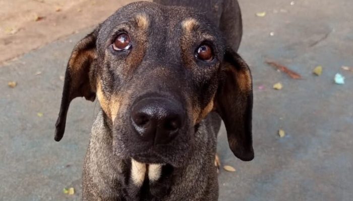Evento de adoção de pets terá vacinação, orientação e cadastro para castração em Goiânia