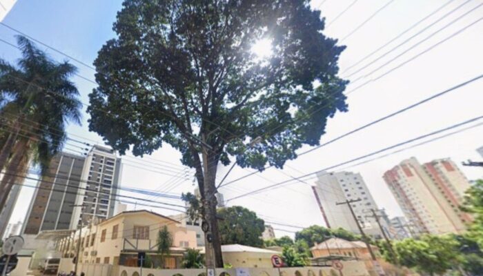 Árvore histórica em frente ao Casarão da Rua 20 tem remoção adiada em Goiânia