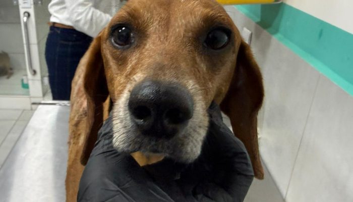 Mulher é indiciada por jogar líquido quente em cachorro em Goiânia