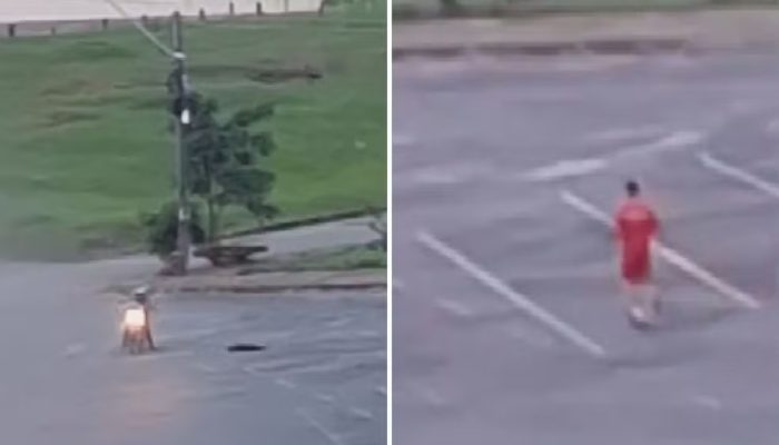 Bombeiro é afastado após suspeita de matar cachorro em Goiânia
